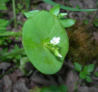 scavoneminerslettuce